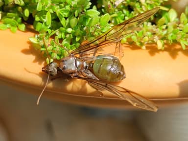 Oecophylla smaragdina — queen photo 237