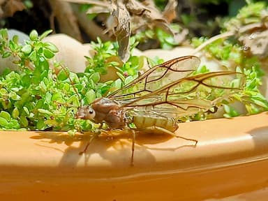 Oecophylla smaragdina — queen photo 238