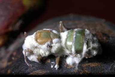Oecophylla smaragdina photo 263
