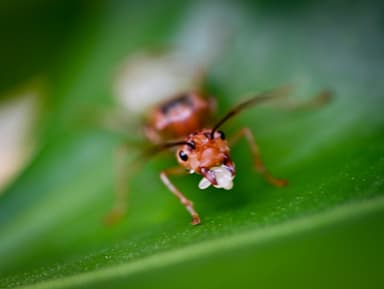 Oecophylla smaragdina photo 316