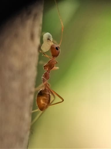 Oecophylla smaragdina — colony photo 317