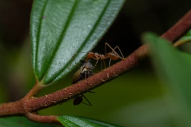 Oecophylla smaragdina photo 319