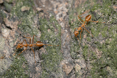 Oecophylla smaragdina photo 323