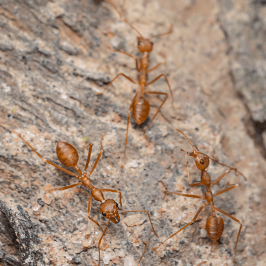 Oecophylla smaragdina photo 326