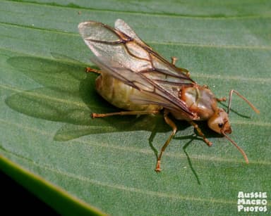 Oecophylla smaragdina photo 338