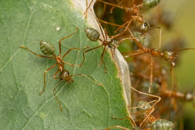 Oecophylla smaragdina photo 354