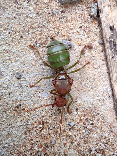 Oecophylla smaragdina photo 356