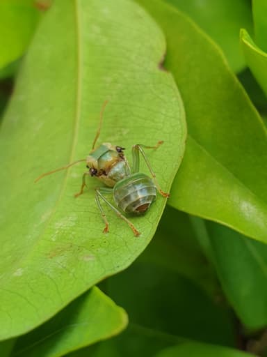 Oecophylla smaragdina — queen photo 364