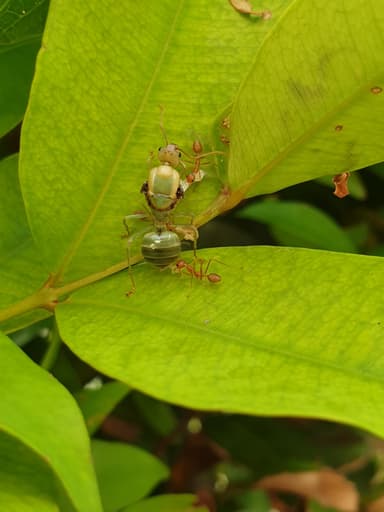 Oecophylla smaragdina — queen photo 365