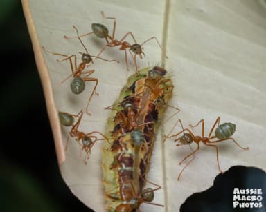 Oecophylla smaragdina — colony photo 370