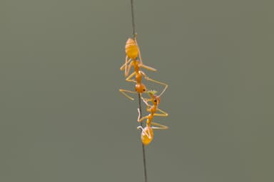 Oecophylla smaragdina photo 387