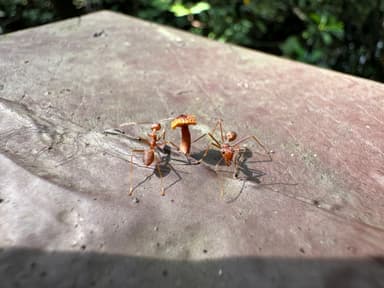Oecophylla smaragdina photo 388