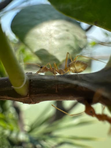 Oecophylla smaragdina photo 398