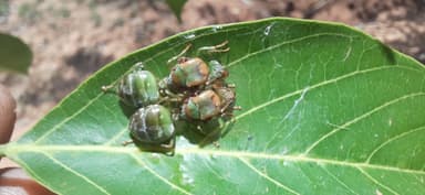 Oecophylla smaragdina photo 408