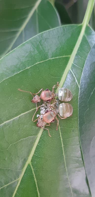 Oecophylla smaragdina — colony photo 412