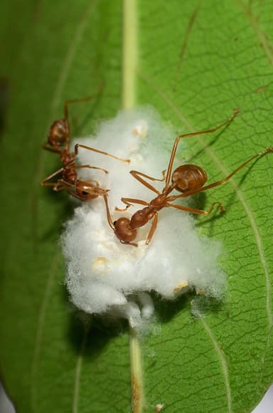 Oecophylla smaragdina photo 439