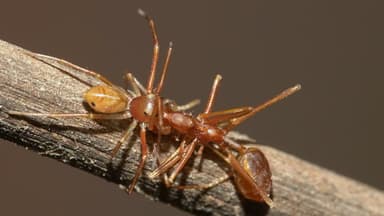 Oecophylla smaragdina photo 448