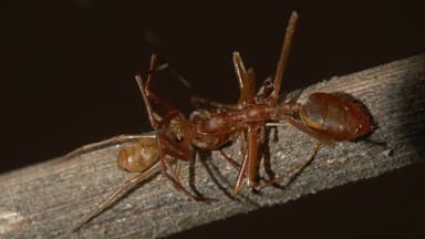 Oecophylla smaragdina photo 450