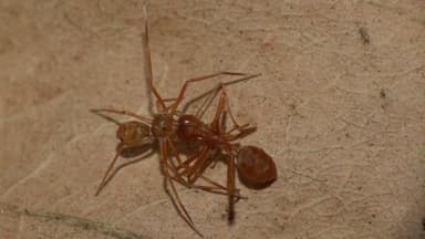 Oecophylla smaragdina photo 453