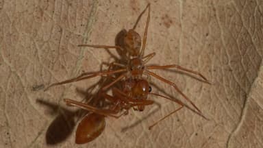 Oecophylla smaragdina photo 455