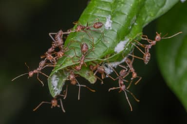 Oecophylla smaragdina photo 470