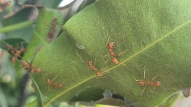 Oecophylla smaragdina photo 474