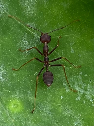 Oecophylla smaragdina photo 481