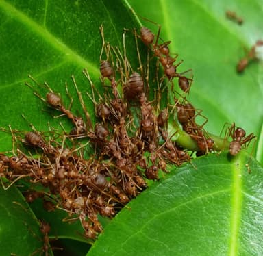 Oecophylla smaragdina photo 500