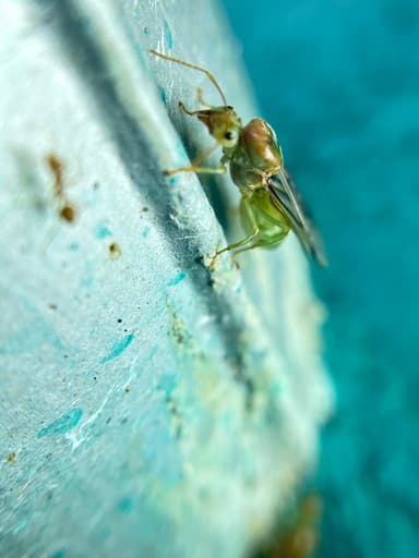 Oecophylla smaragdina — queen photo 505