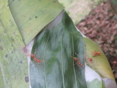 Oecophylla smaragdina photo 516