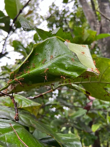 Oecophylla smaragdina photo 525