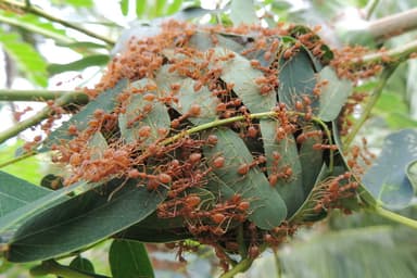 Oecophylla smaragdina — colony photo 533
