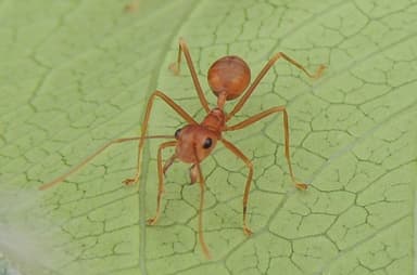 Oecophylla smaragdina — colony photo 535