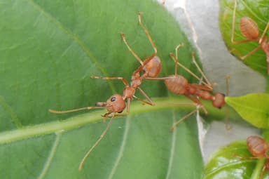 Oecophylla smaragdina — colony photo 537