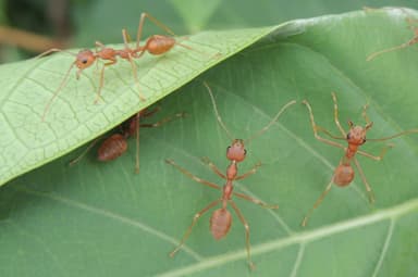 Oecophylla smaragdina — colony photo 538
