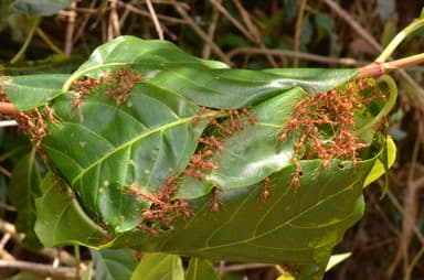 Oecophylla smaragdina photo 569