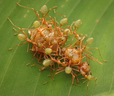Oecophylla smaragdina photo 577