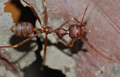 Oecophylla smaragdina photo 32