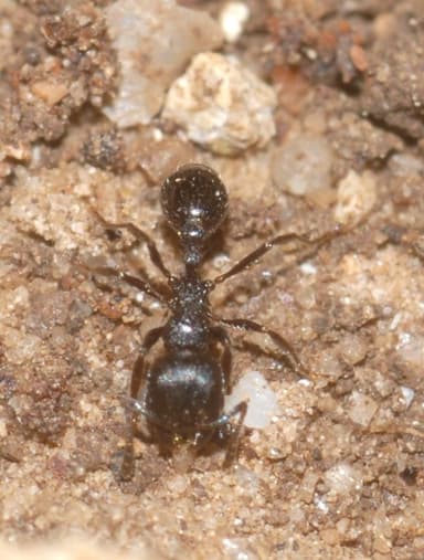 Oxyopomyrmex santschii photo 1