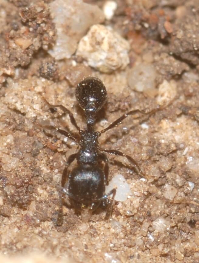 Oxyopomyrmex santschii photo 1