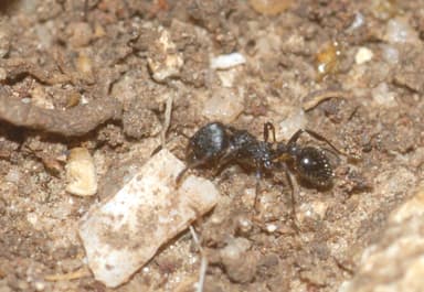 Oxyopomyrmex santschii photo 2