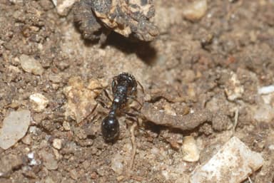 Oxyopomyrmex santschii photo 3