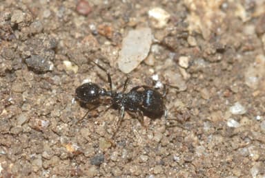 Oxyopomyrmex santschii photo 4
