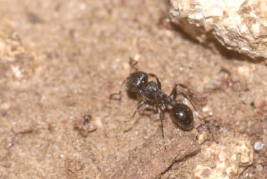 Oxyopomyrmex santschii photo 5