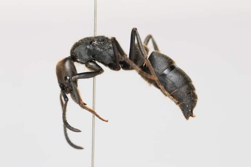Pachycondyla crassinoda photo 1