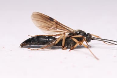 Pachycondyla crassinoda photo 9