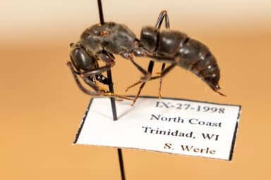 Pachycondyla crassinoda photo 13