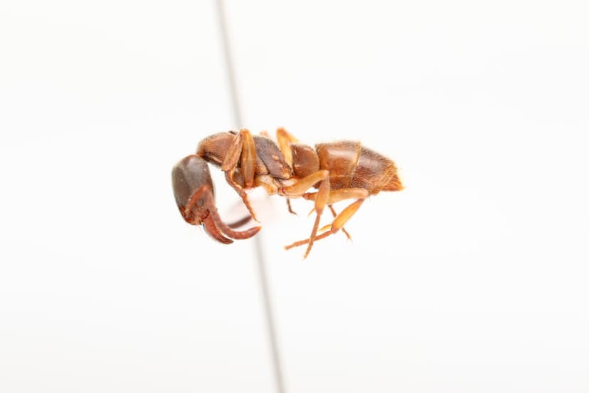 Pachycondyla harpax photo 1