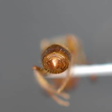 Pachycondyla harpax photo 8