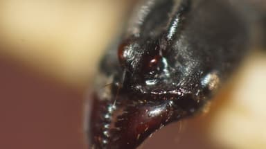 Pachycondyla harpax photo 12